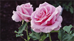 Fond d'écran gratuit de Fleurs - Roses numéro 59580